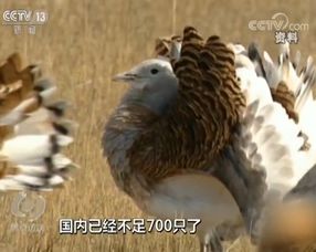 二、 对鸟类Zui致命的7类农药