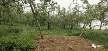 如何修剪短枝富士？专家建议是否需环剥