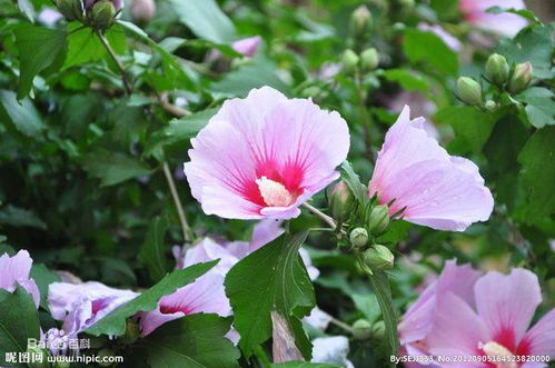 白色三月份开的花，耐倒春寒的品种揭秘