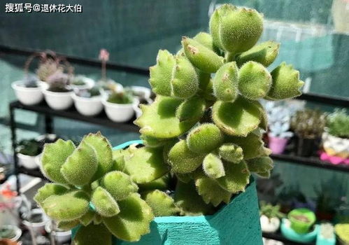 熊童子掉叶子是缺水/施肥不当？这篇文章告诉你原因