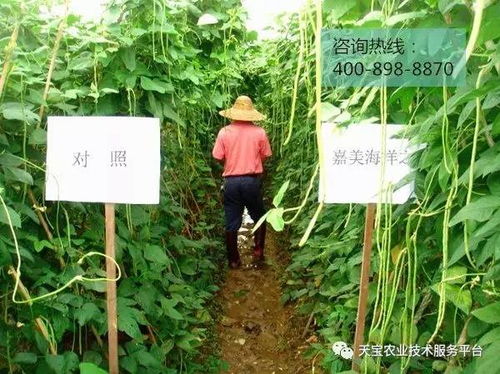 防治豆角锈病的药物，你选对了吗？
