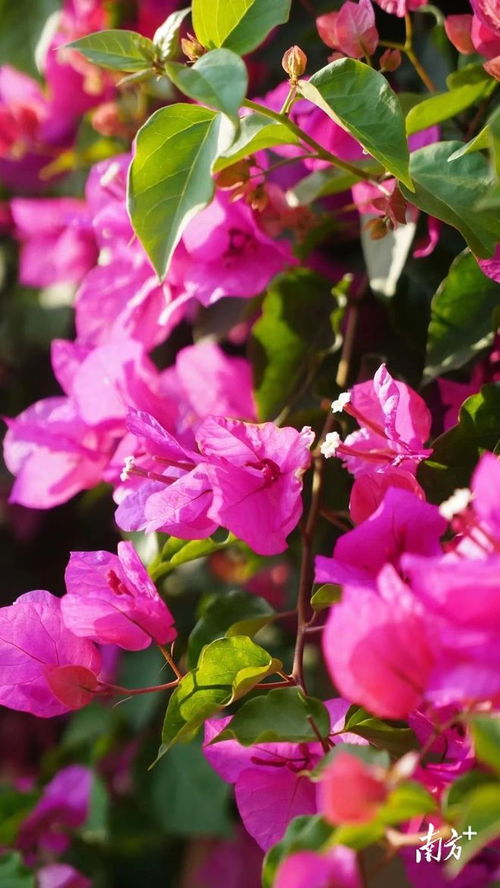 月季花的花语：坚韧不拔