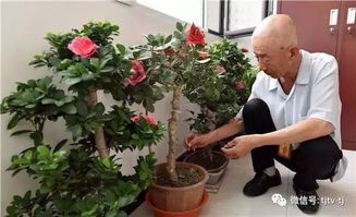 生病时适合养哪些花卉？它们对健康恢复有哪些特别的益处