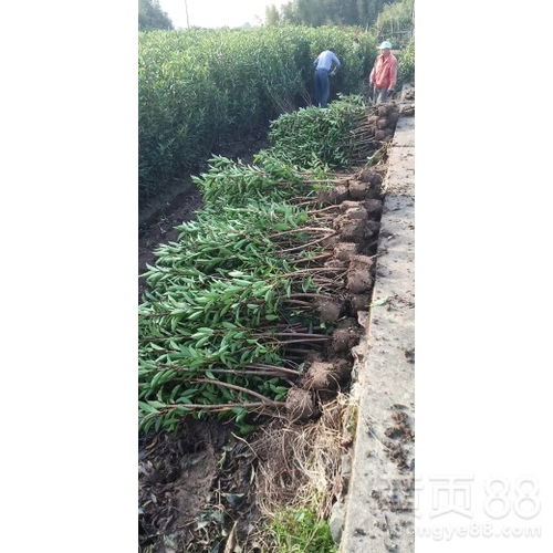 张家港市双桥法国冬青苗木专业合作社