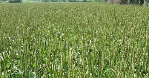 种植车前草， 赚钱的门道