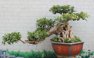 榕树盆景养殖技术，如何让叶片油绿茂盛