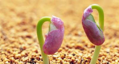 种子发芽后咋照顾？