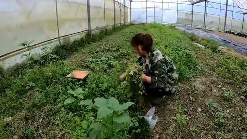 抗涝悍将， 各显神通