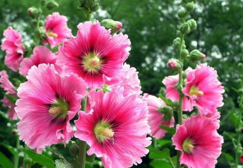 5. 蜀葵：高大美丽， 花朵繁多