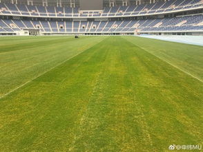 四代草坪技术对比