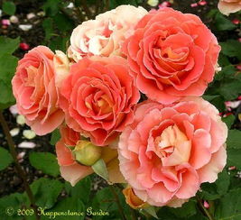 月季花也有高音低音?