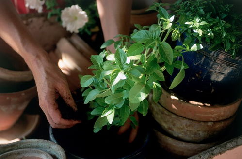 南方春季花卉种植攻略，新手快来避坑！