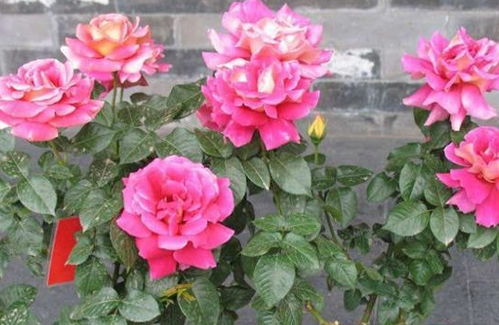 遮阳方法，各有妙招