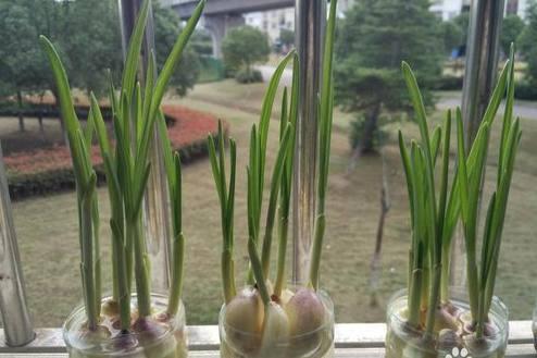 水培蒜种植，如何操作才能让蒜苗茁壮成长