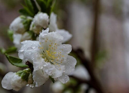 四月花开， 白花品种大盘点