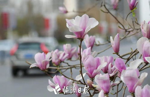 郁金花的花语是唤醒勇气与自信，那么如何通过郁金花来提升自己内心的勇气和自信呢