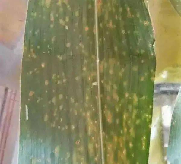 影响虫子死亡时间的因素