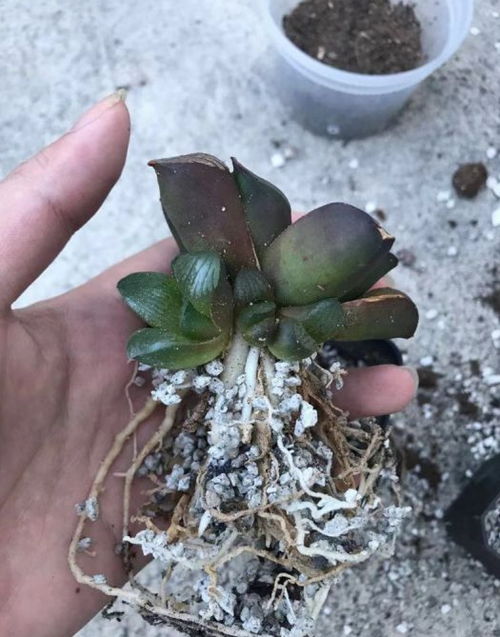 如何给多肉植物换土换盆？