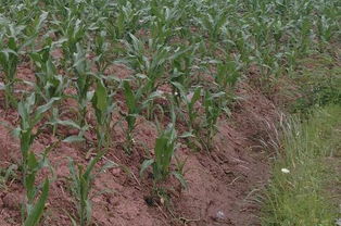 莠去津：内吸型除草剂， 彻底清除杂草