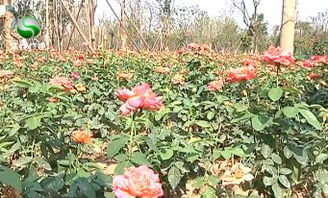 林荫大道月季：粉白复色花朵的美