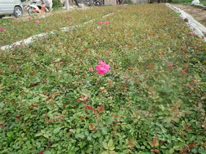 夏季移栽，树木命悬一线？