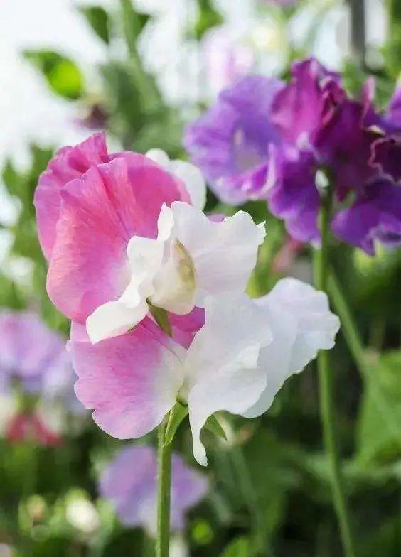 木槿花种植小贴士：如何避免病虫害，让花朵健康绽放？