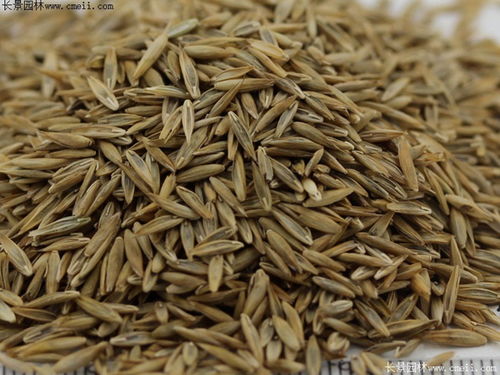 高羊茅铺设价格与养护