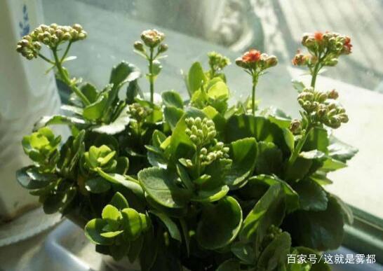 长寿花多久浇一次水？新手必看的浇水指南