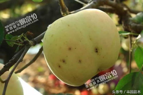 苹果解袋后的病虫害防治大揭秘