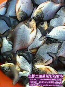 掌握淡水白鲳高效养殖技巧，观看专业视频教程！