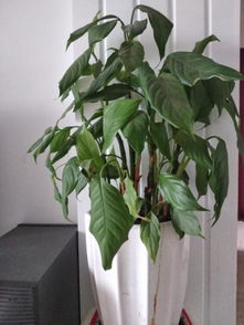 广东万年青有毒吗？家里养这种植物要注意啦