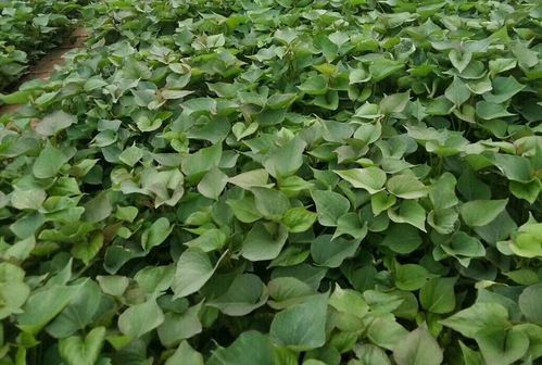 双草醚对秧苗有啥影响？