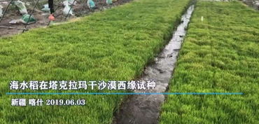 科学种植， 让荒滩变绿洲