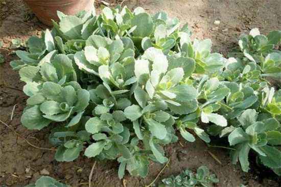 景天种子发芽的小秘密