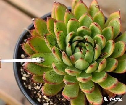 用辣椒水浸泡，如何彻底消灭植物里的蛞蝓