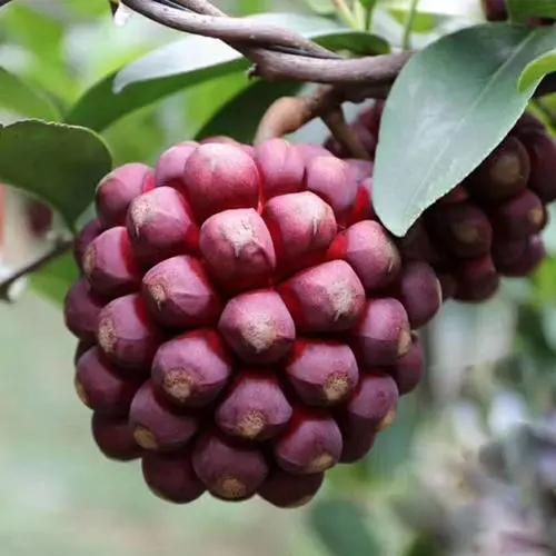 黑老虎树种植：病虫害的防范与应对