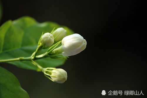 冬天如何让花不冻死？