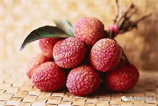 养护荔枝苗， 就像带新生儿