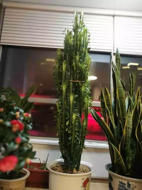 纯沙子的奇妙世界：适合哪些花卉绽放