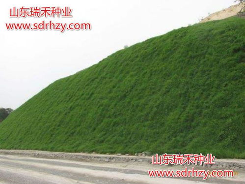 灵山气候适宜种植当归吗？