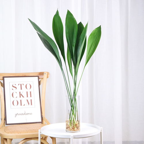 玫瑰花的枝纤插会出根（一）