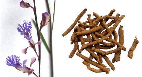 种药材就像谈恋爱，选对种子是关键！