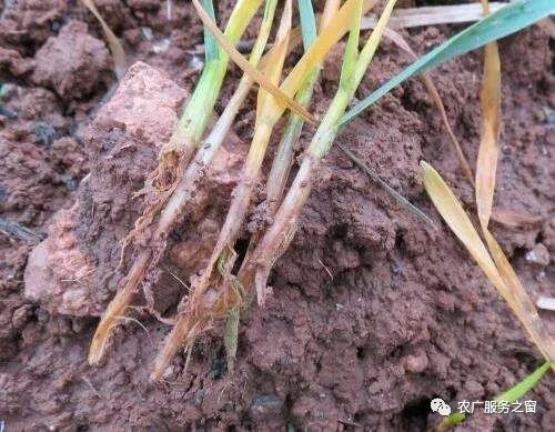 小麦病害防治， 己唑醇显神威