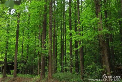 杭州植物专家李工提醒：
