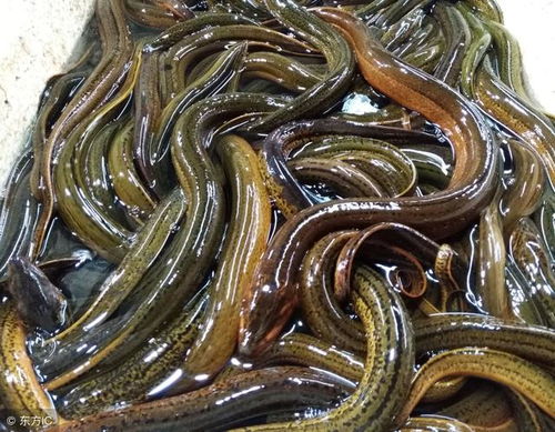黄鳝饲料：蝇蛆养殖技术