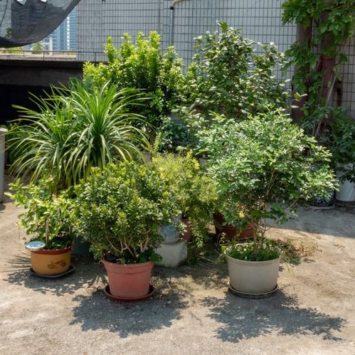 夏季养护秘籍：米兰花开不断，一茬接一茬！