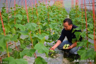 二、秋西瓜的种植时间