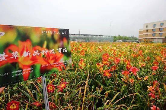 萱草花有什么象征意义，它在中国文化传承中扮演了怎样的角色