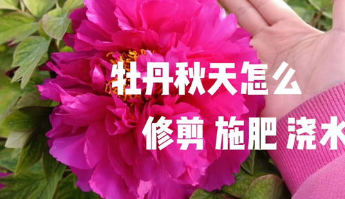 修剪技巧：形状的艺术