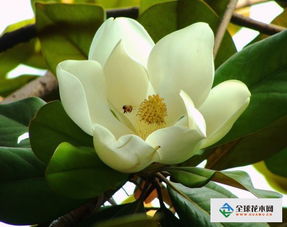 广玉兰嫁接苗的管理， 揭秘保湿与遮阴之道